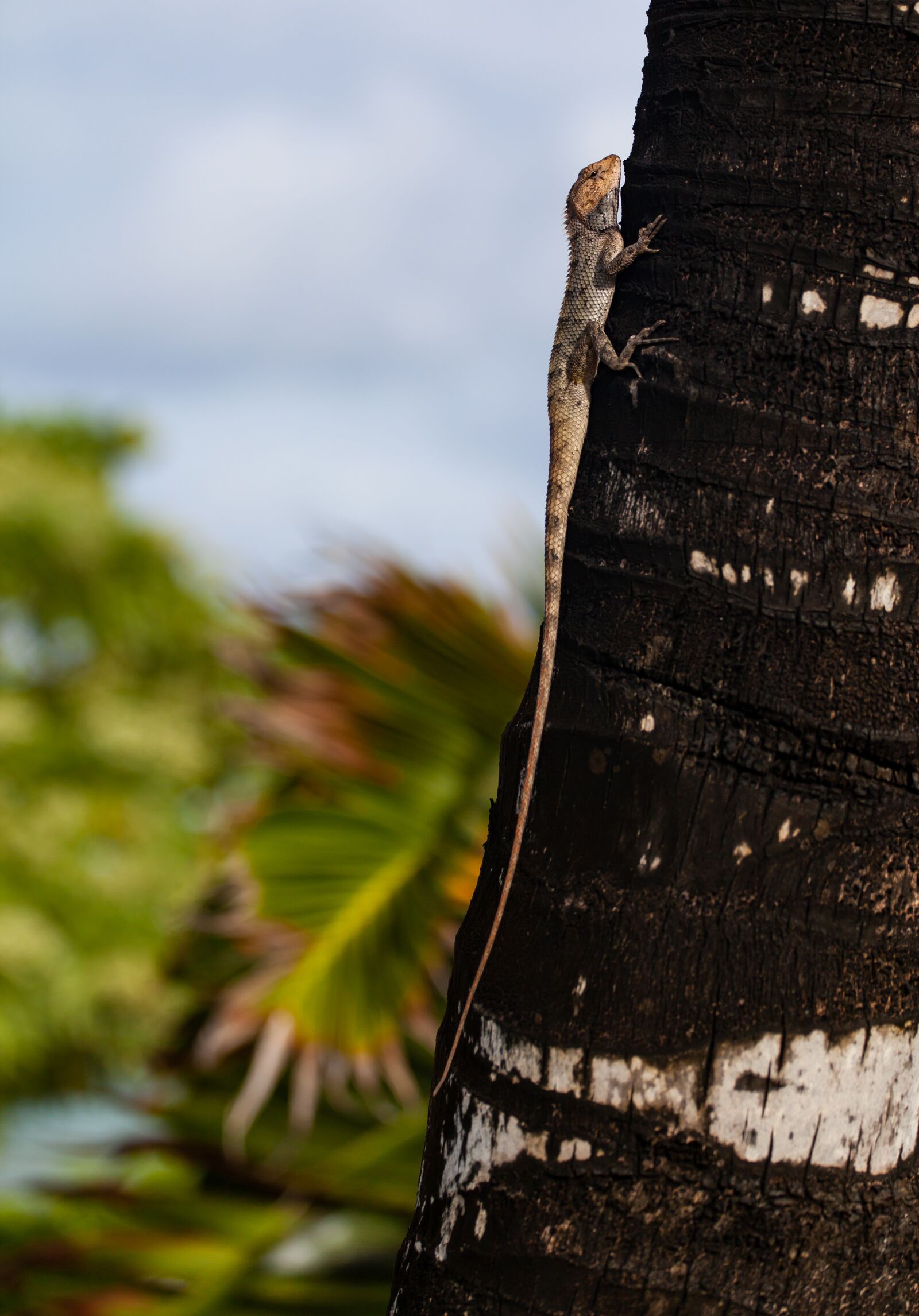 Canon EF 70-200mm F4L USM sample photo. Mauritius gecko, mauritius lizard photography
