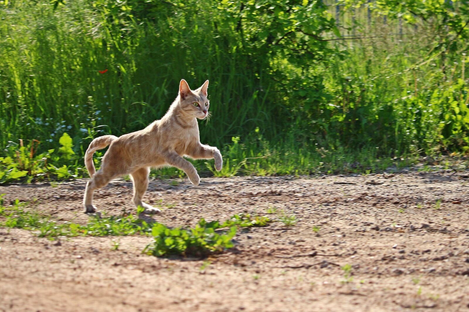 Canon EOS 100D (EOS Rebel SL1 / EOS Kiss X7) sample photo. Mieze, cat, mackerel photography