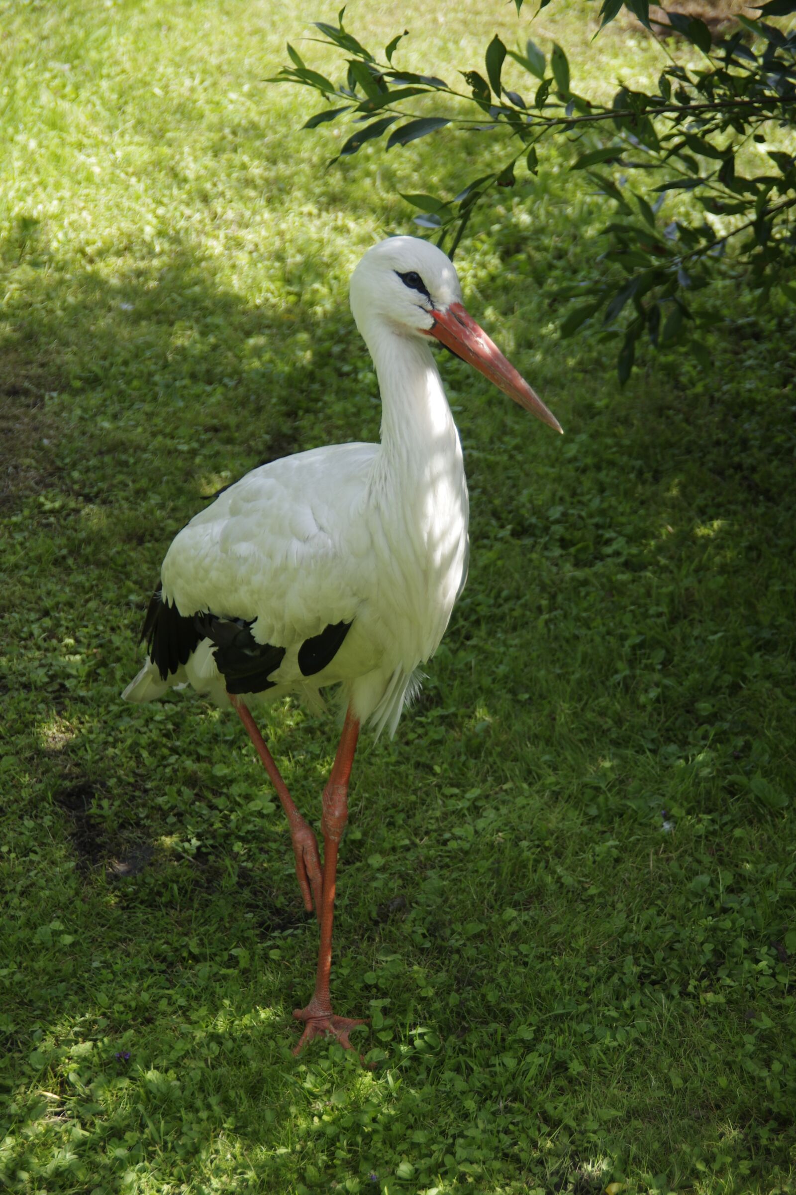 Pentax K-5 sample photo. White stork, bird, ciconia photography