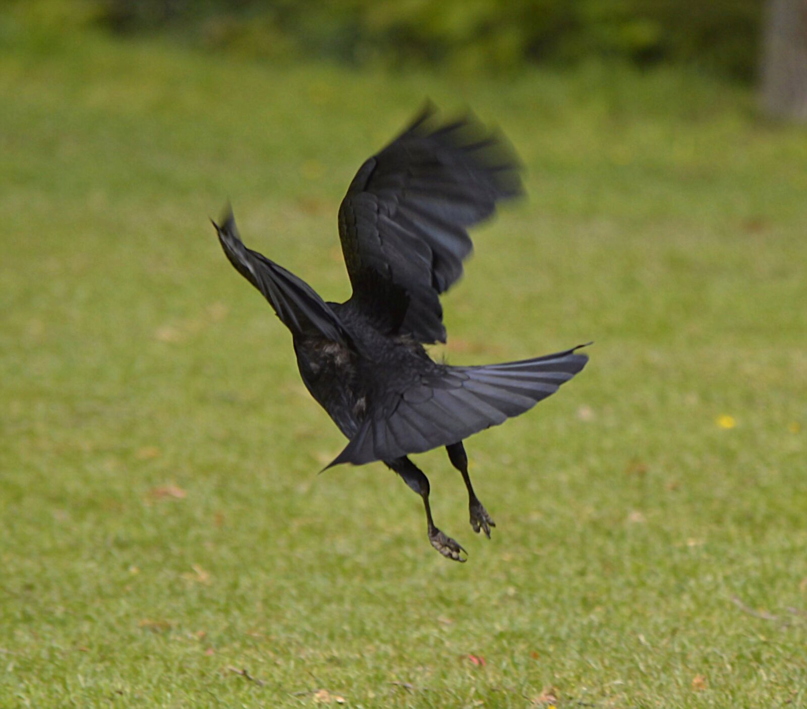 Nikon D3200 sample photo. Flight, jackdaw, bird photography