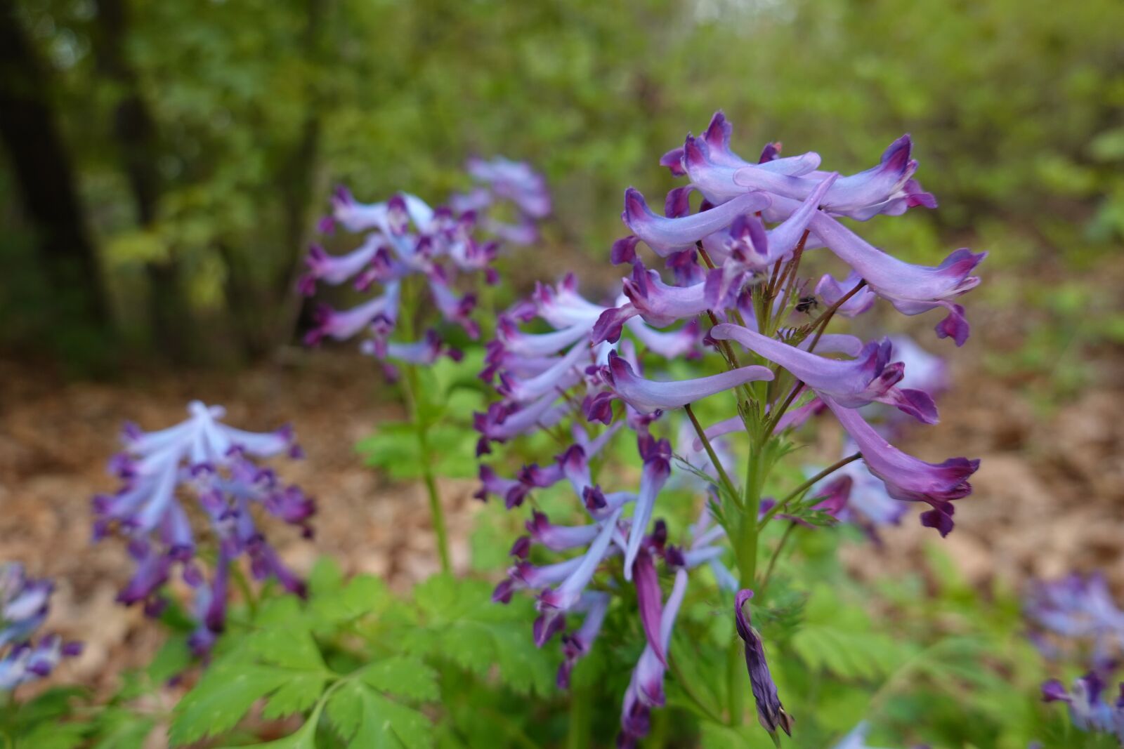 Sony Cyber-shot DSC-RX100 VI sample photo. Wildflower, flowers, korean spring photography