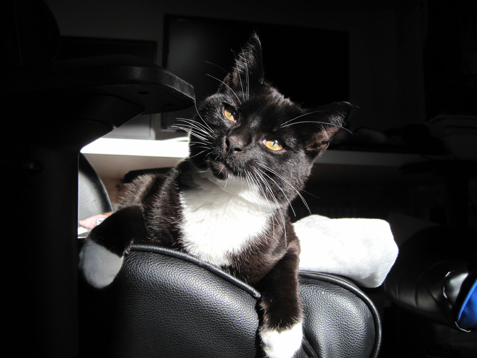 Canon PowerShot SD990 IS (Digital IXUS 980 IS / IXY Digital 3000 IS) sample photo. Loki on a gaming photography