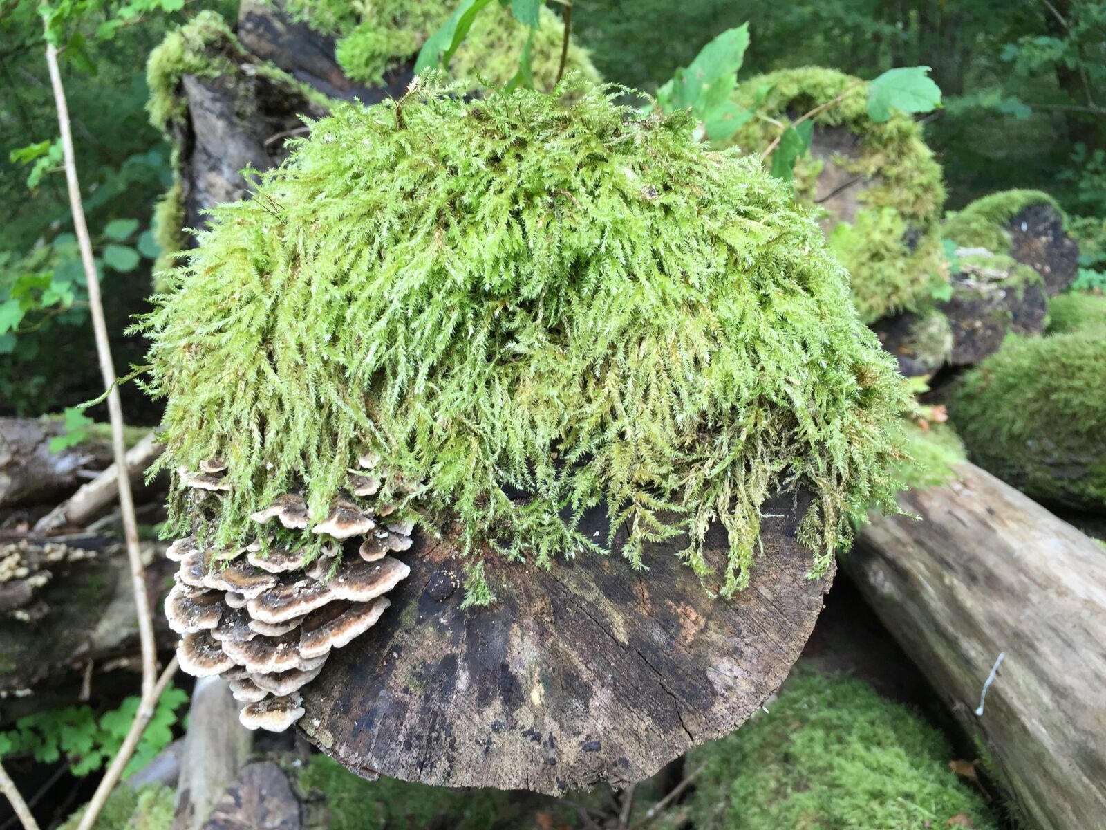Apple iPhone 6 sample photo. Foam, tree, lichen photography