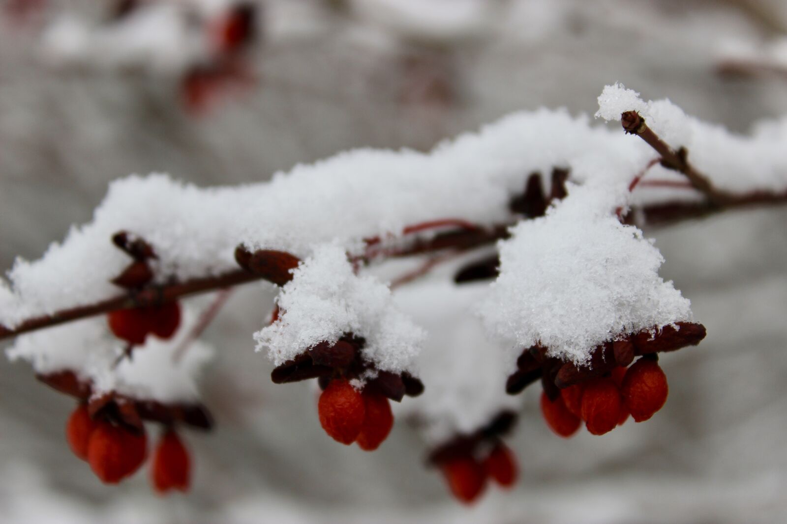 Canon EOS 600D (Rebel EOS T3i / EOS Kiss X5) sample photo. Nature, snow, winter photography