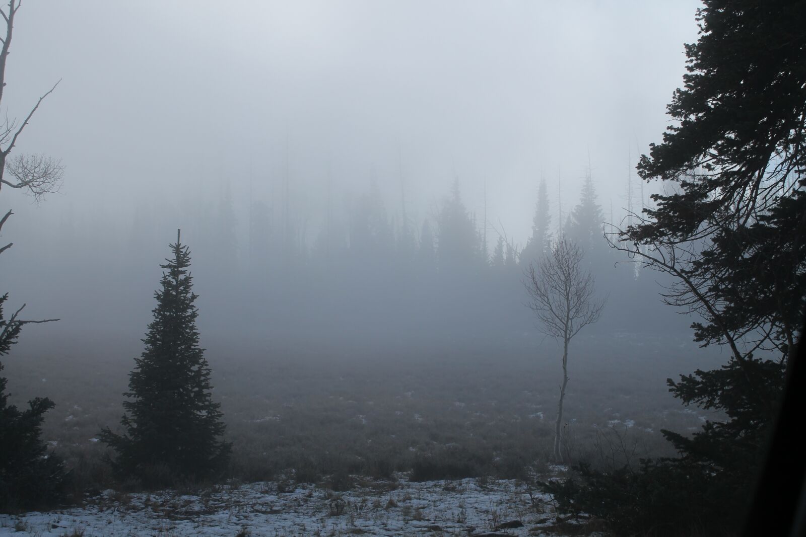 Canon EOS 1100D (EOS Rebel T3 / EOS Kiss X50) sample photo. Fog, forest, tree photography