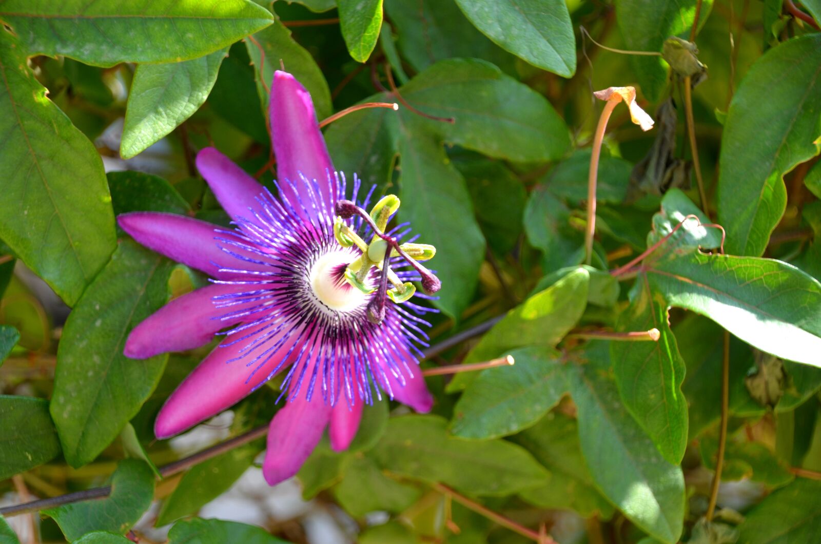 Nikon D5100 sample photo. Blossom, bloom, purple photography