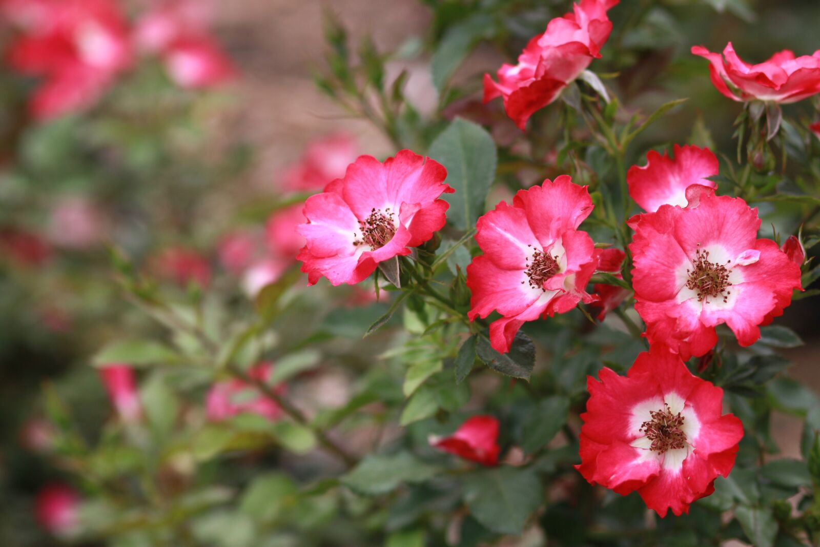Canon EOS 500D (EOS Rebel T1i / EOS Kiss X3) sample photo. Rose, pink, flowers photography