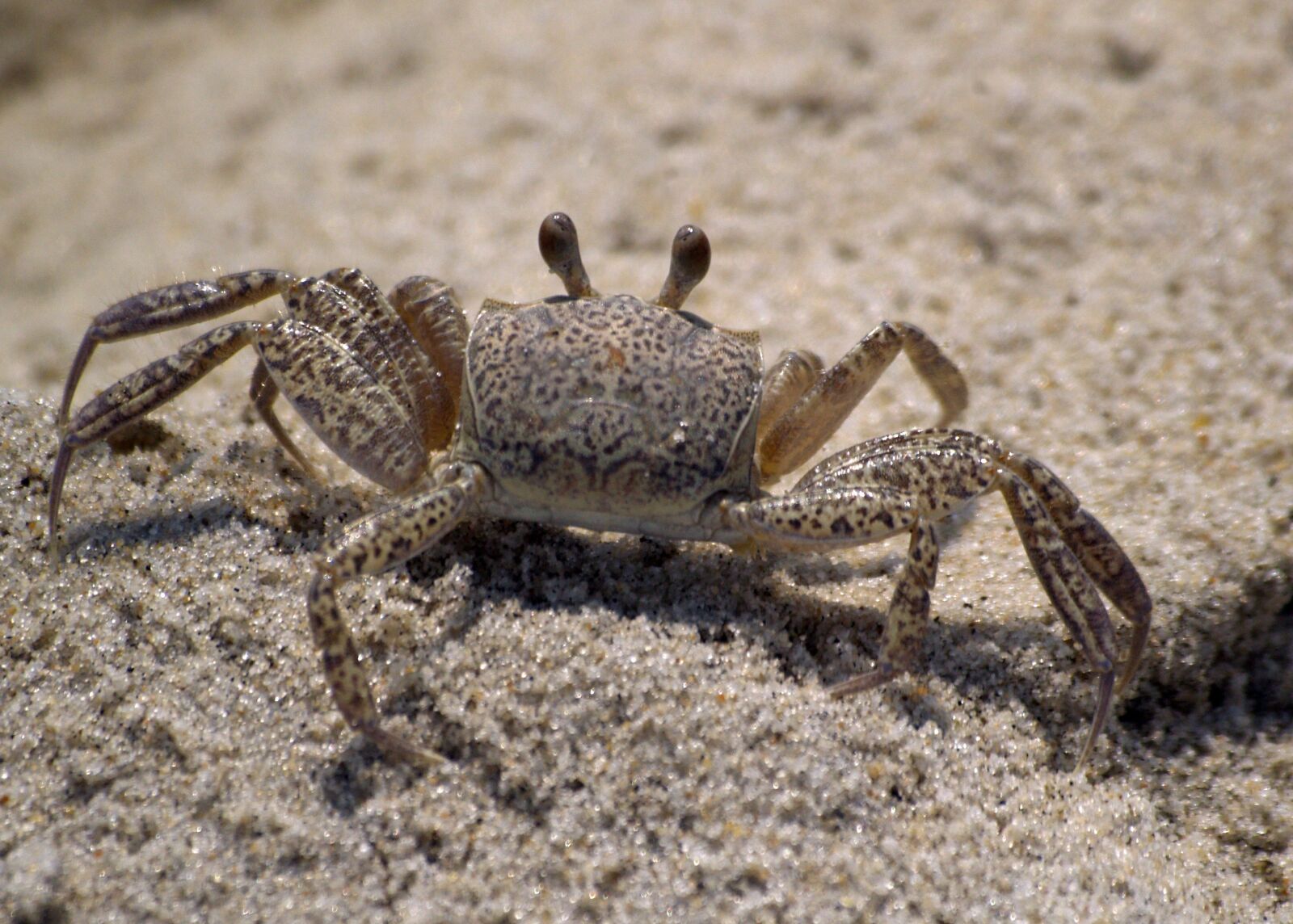 Olympus E-500 (EVOLT E-500) sample photo. Crab, beach, ghost crab photography