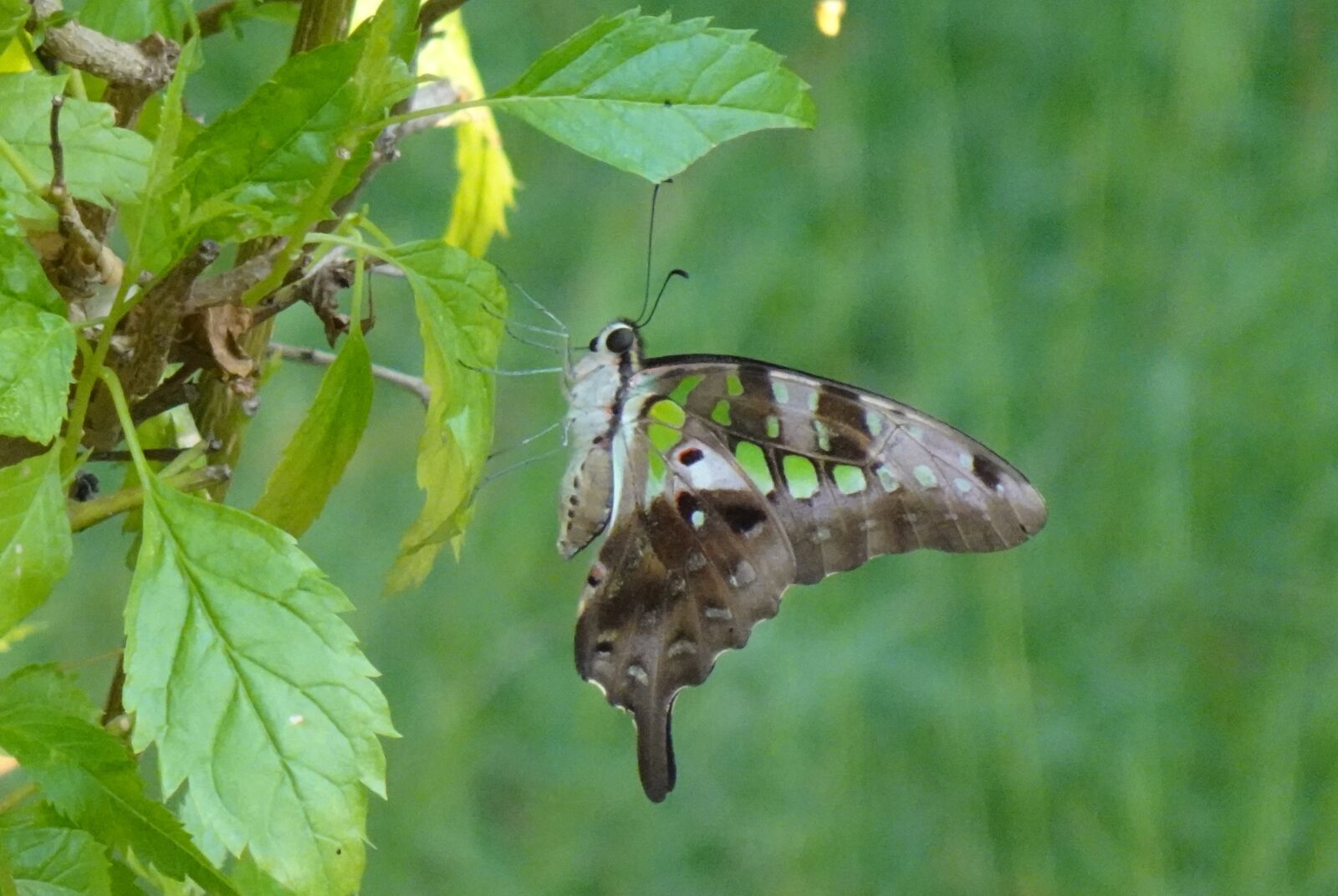 Sony DSC-WX800 sample photo. Tailed jay, butterfly, insect photography