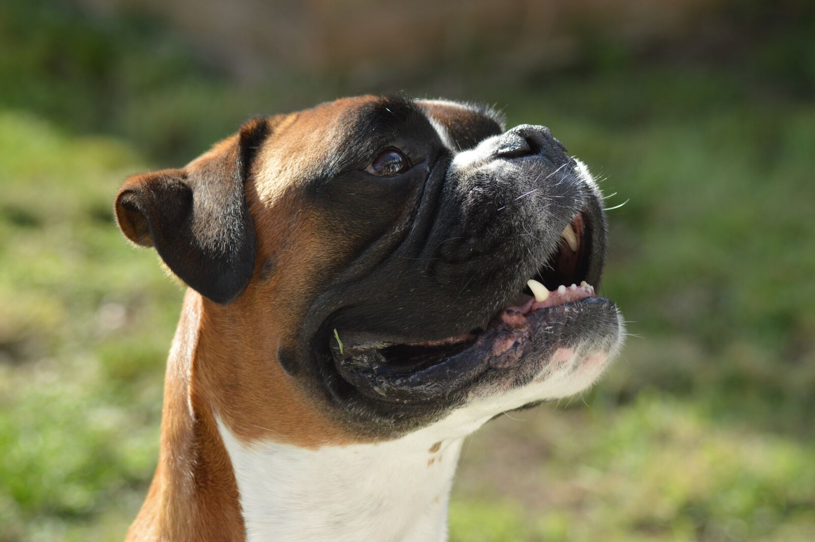 Nikon D3200 sample photo. Boxer dog, dog, boxer photography