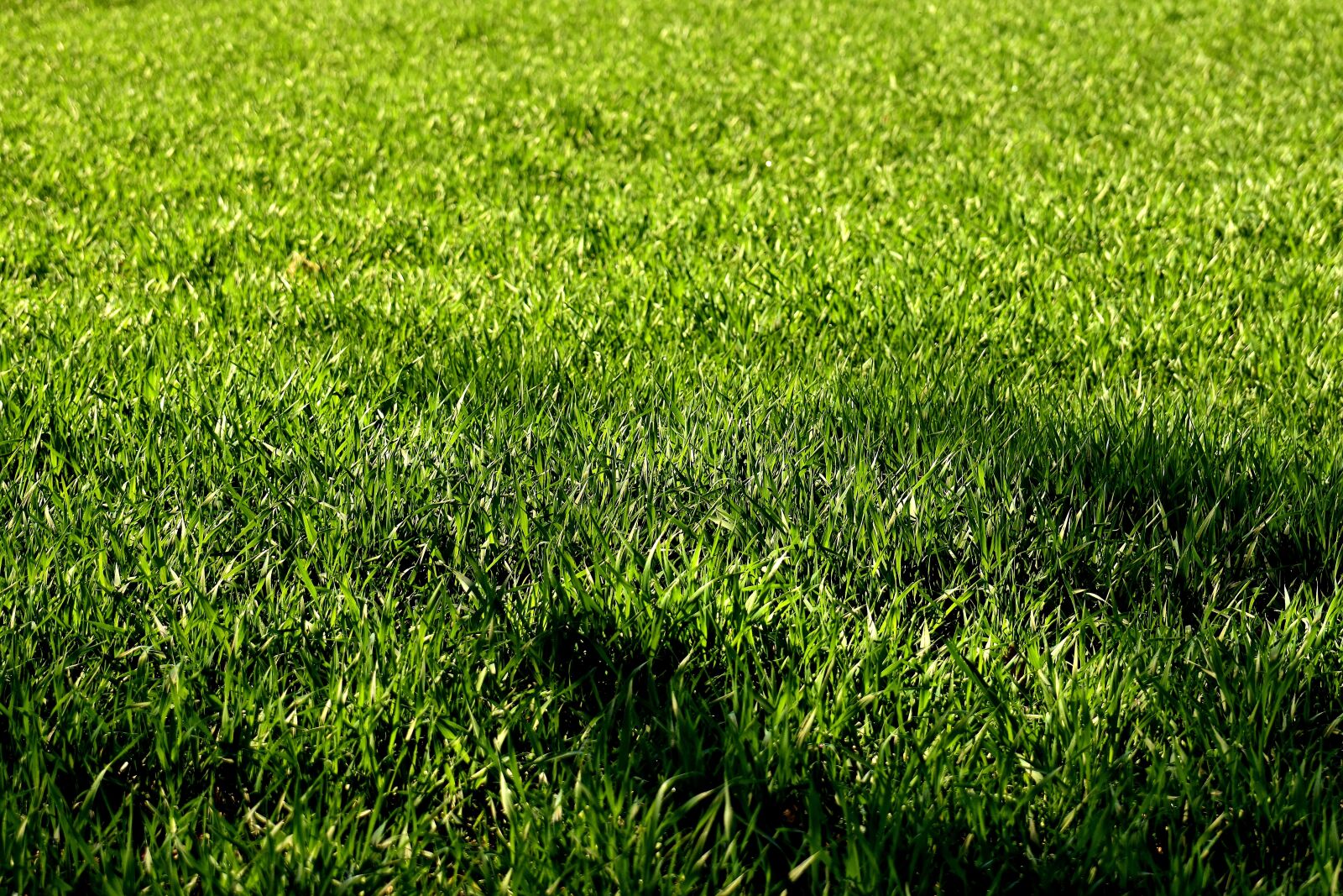 Nikon D7200 sample photo. Meadow, grass, nature photography