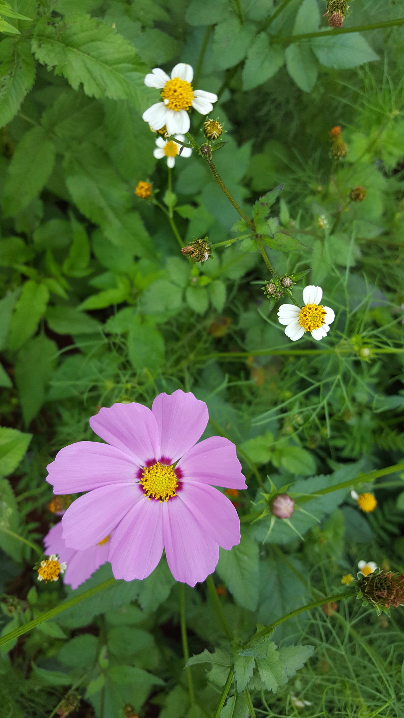 Samsung Galaxy S6 sample photo. Flower, grass, green, pink photography