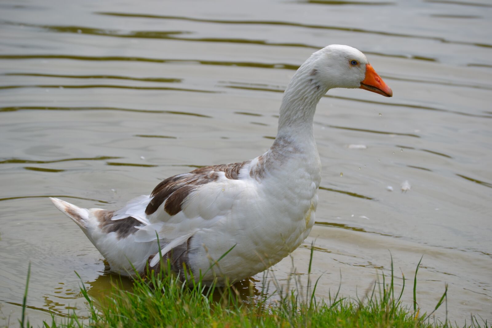 Nikon D3100 sample photo. Goose, bird, waterfowl photography