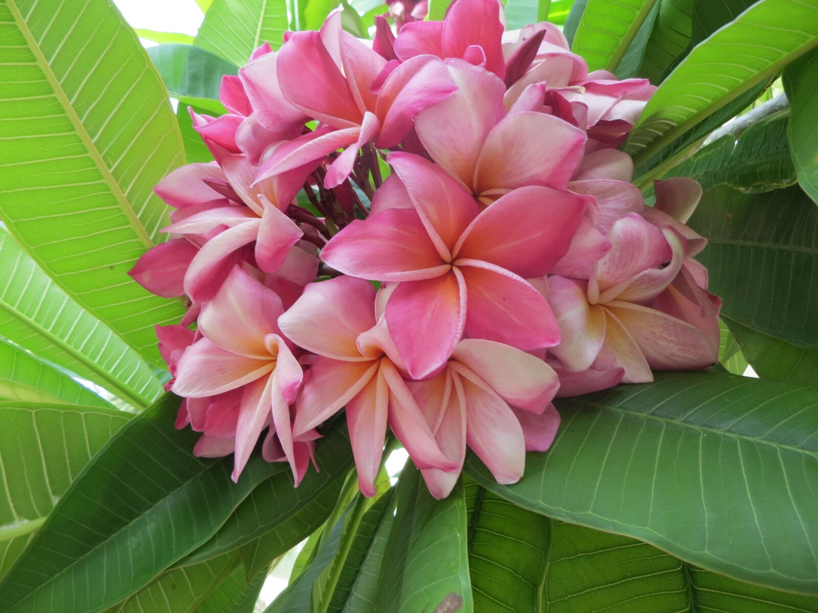 Canon PowerShot SX240 HS sample photo. Flowers, asia, exotic flower photography
