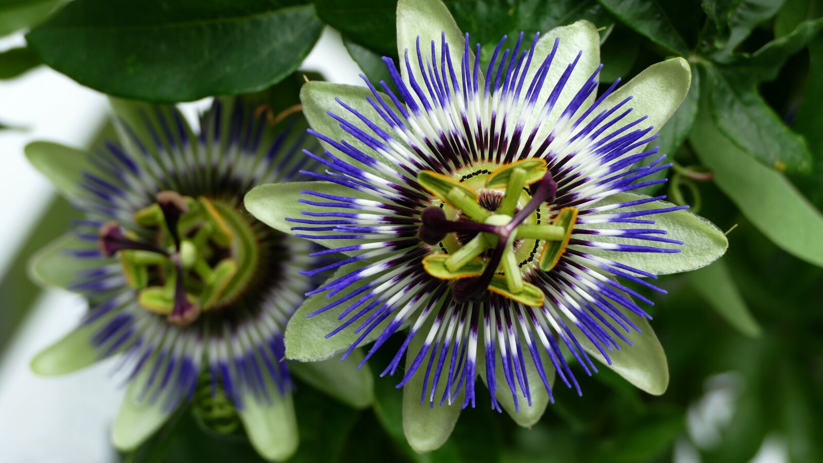 Panasonic Lumix DMC-FZ1000 sample photo. Passion flower, flower, garden photography