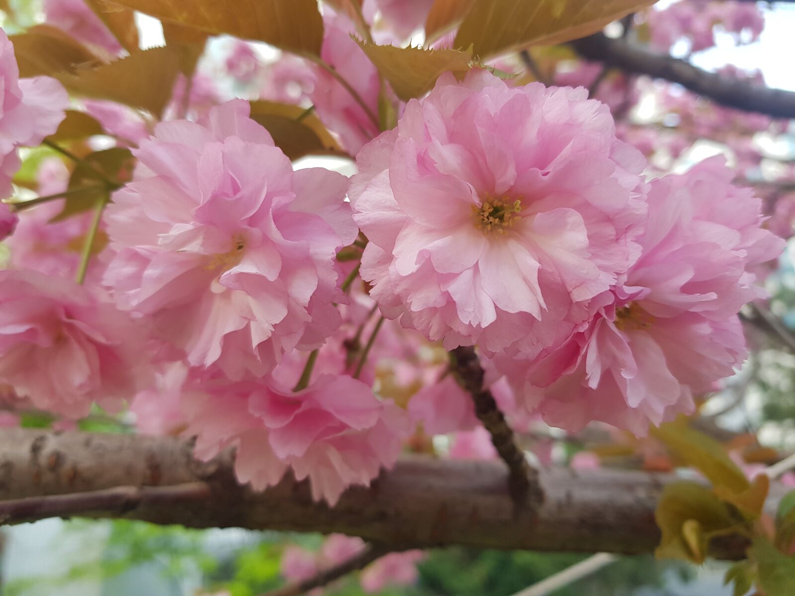 Samsung Galaxy S8 sample photo. Cherry blossom, cherry, blossom photography
