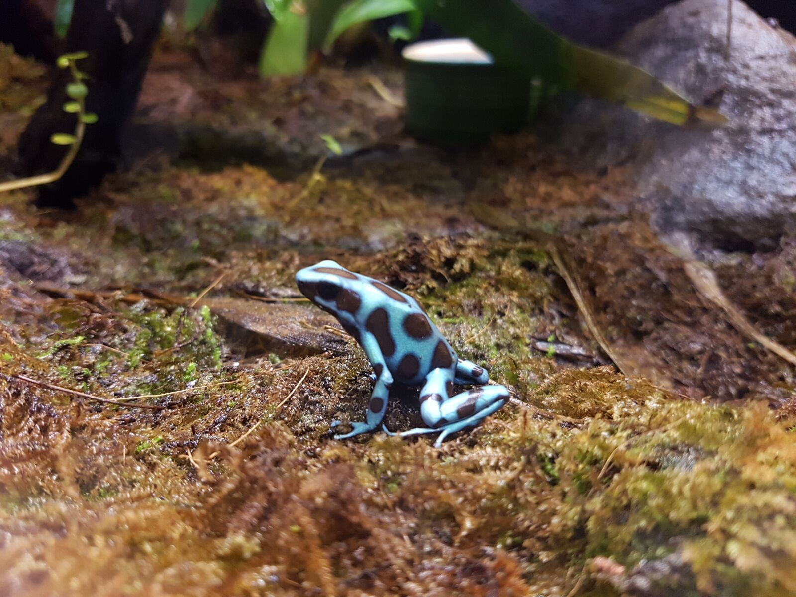 Samsung Galaxy S7 Edge sample photo. Frog, reptile, nature photography