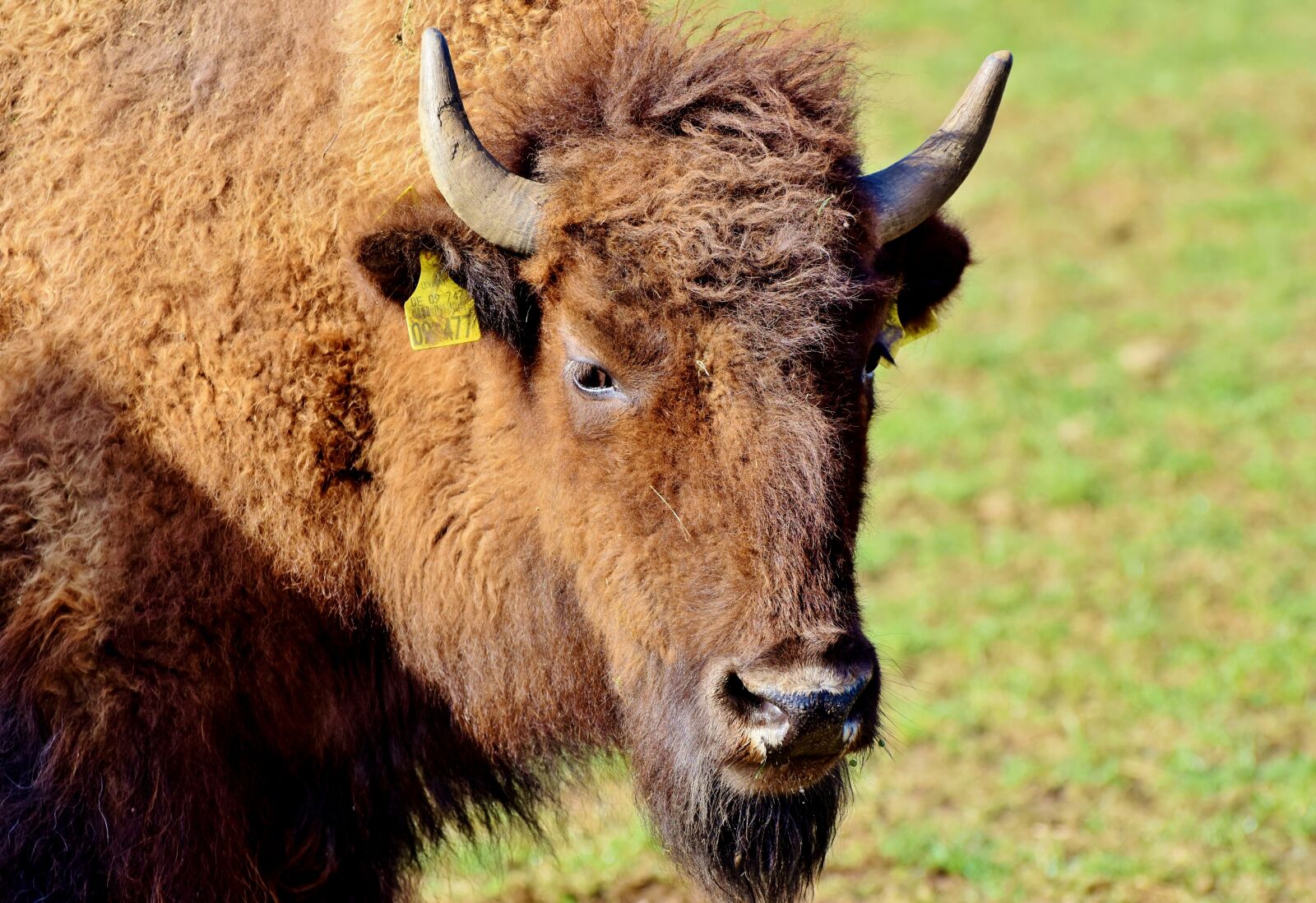 Nikon D7200 sample photo. Bison, buffalo, horns photography