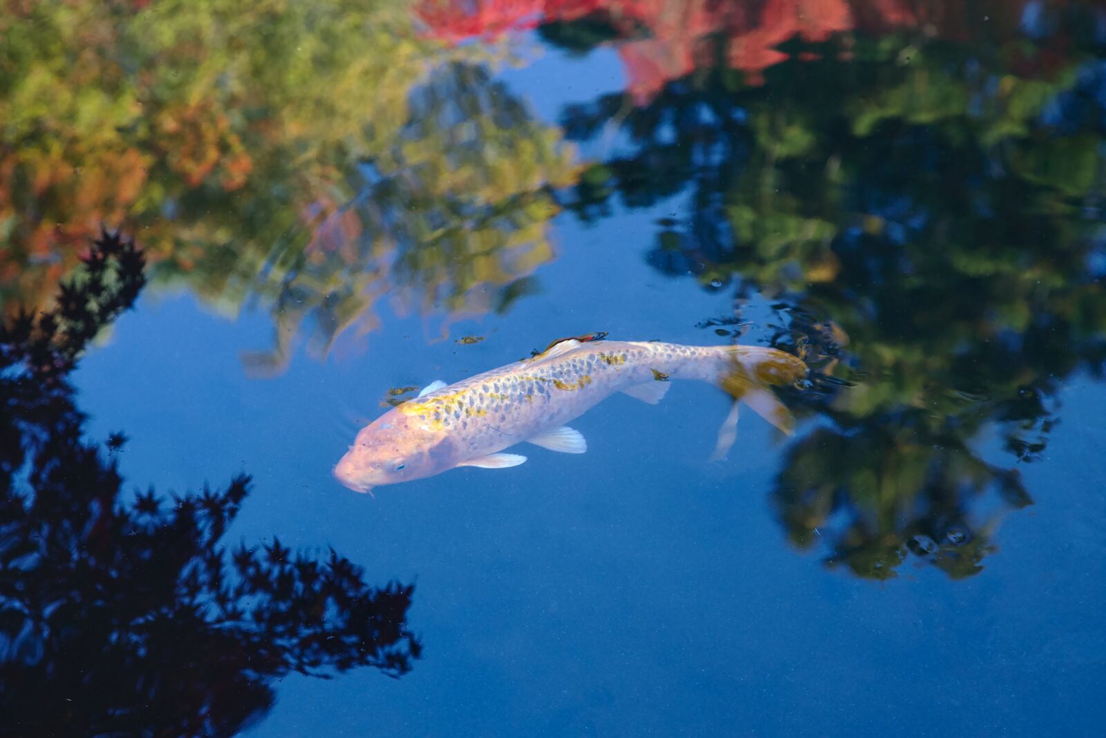 Canon EOS 6D + Canon EF 24-105mm F4L IS USM sample photo. Japan, nanzen-ji, koi photography