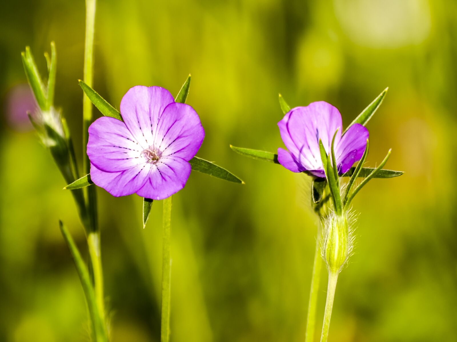 Olympus E-3 sample photo. Carnation, plant, flower photography