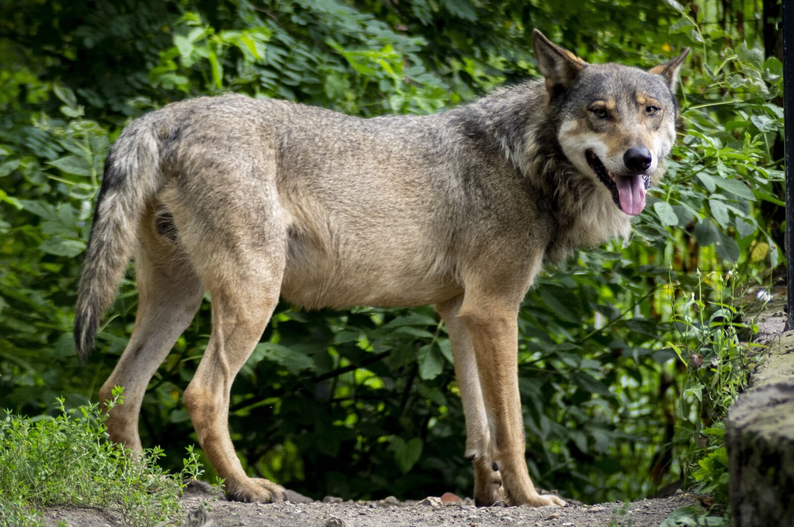 smc PENTAX-F 70-210mm F4-5.6 sample photo. Wolf, animal, predator photography