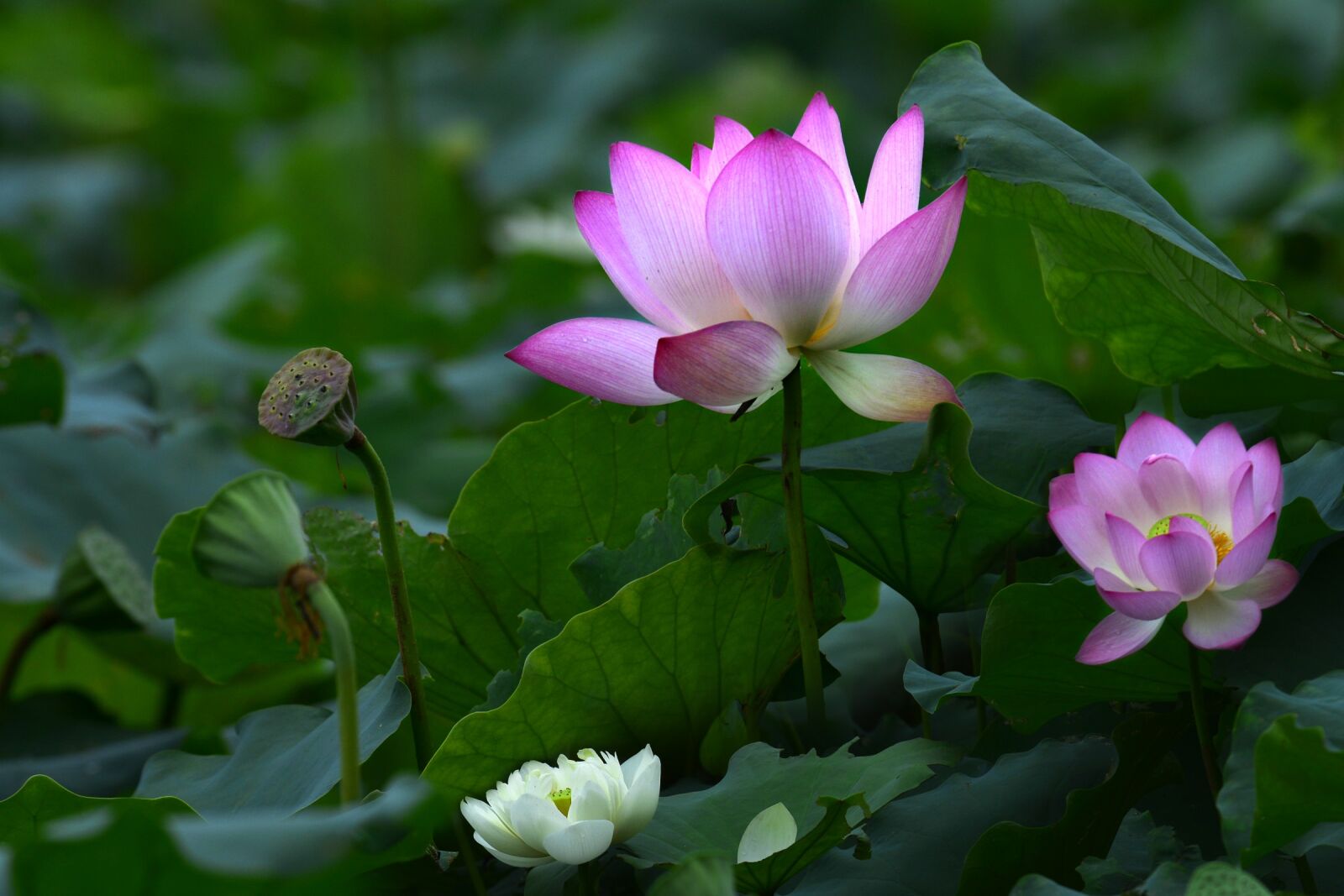 Nikon D800E sample photo. Flower, eli lilly and photography