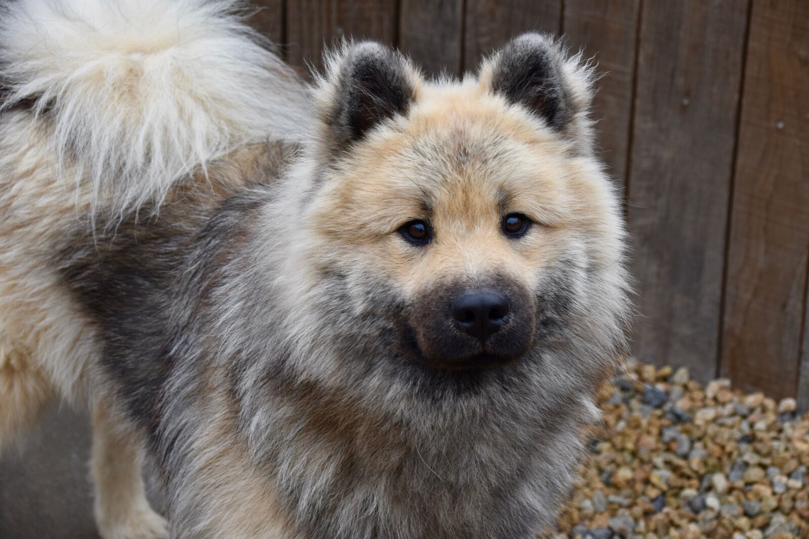 Nikon D5600 sample photo. Dog, dog eurasier, dog photography