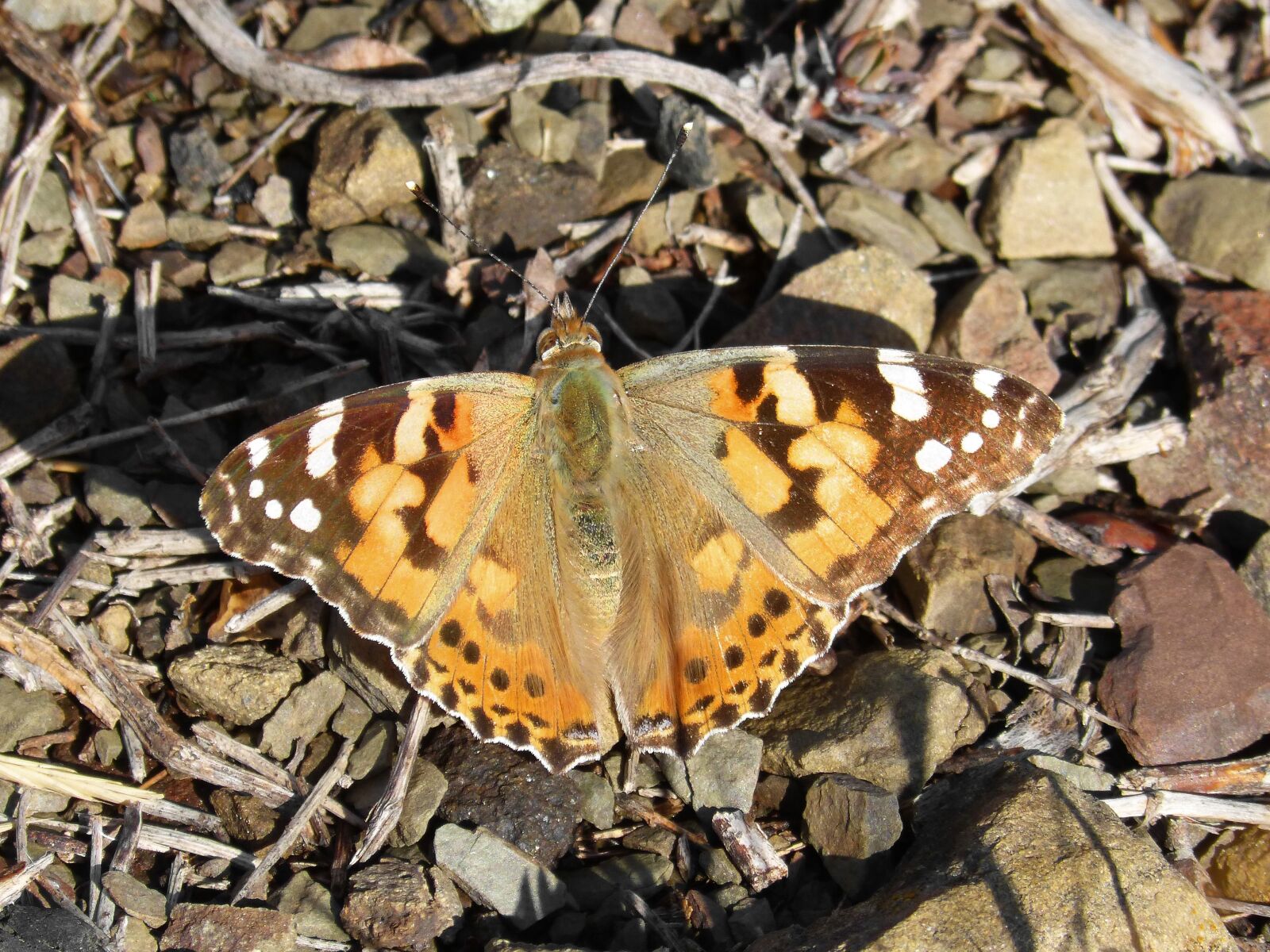 Panasonic DMC-FZ62 sample photo. Butterfly, vanessa cardui, vanessa photography