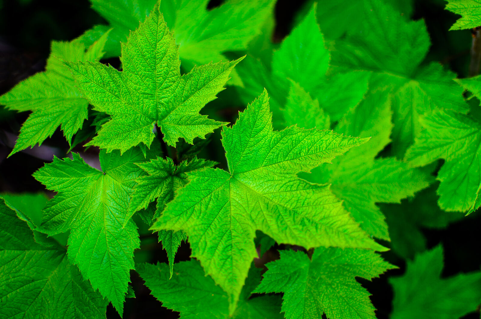 Nikon D7000 + Nikon AF-S DX Nikkor 35mm F1.8G sample photo. Leaf, close, up, view photography