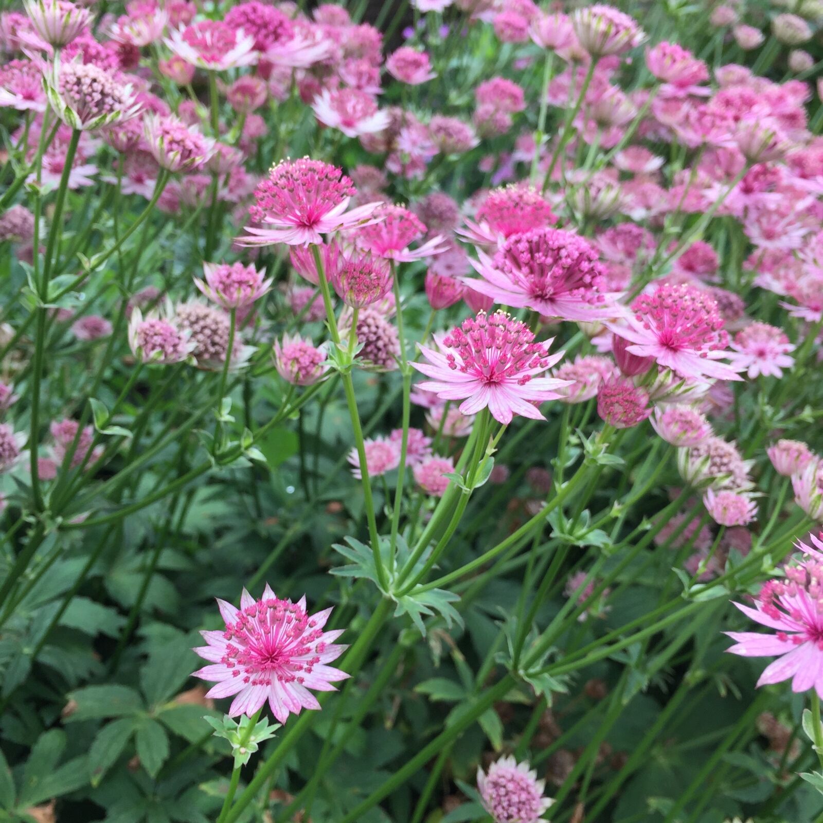 Apple iPhone 6 sample photo. Astrantia, pink flower, flower photography