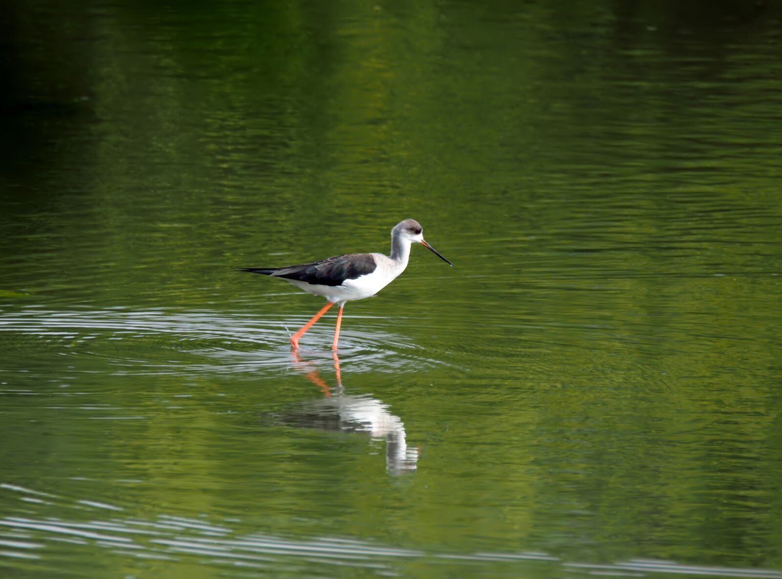 Olympus OM-D E-M1 sample photo. Black stilt, wild, bird photography