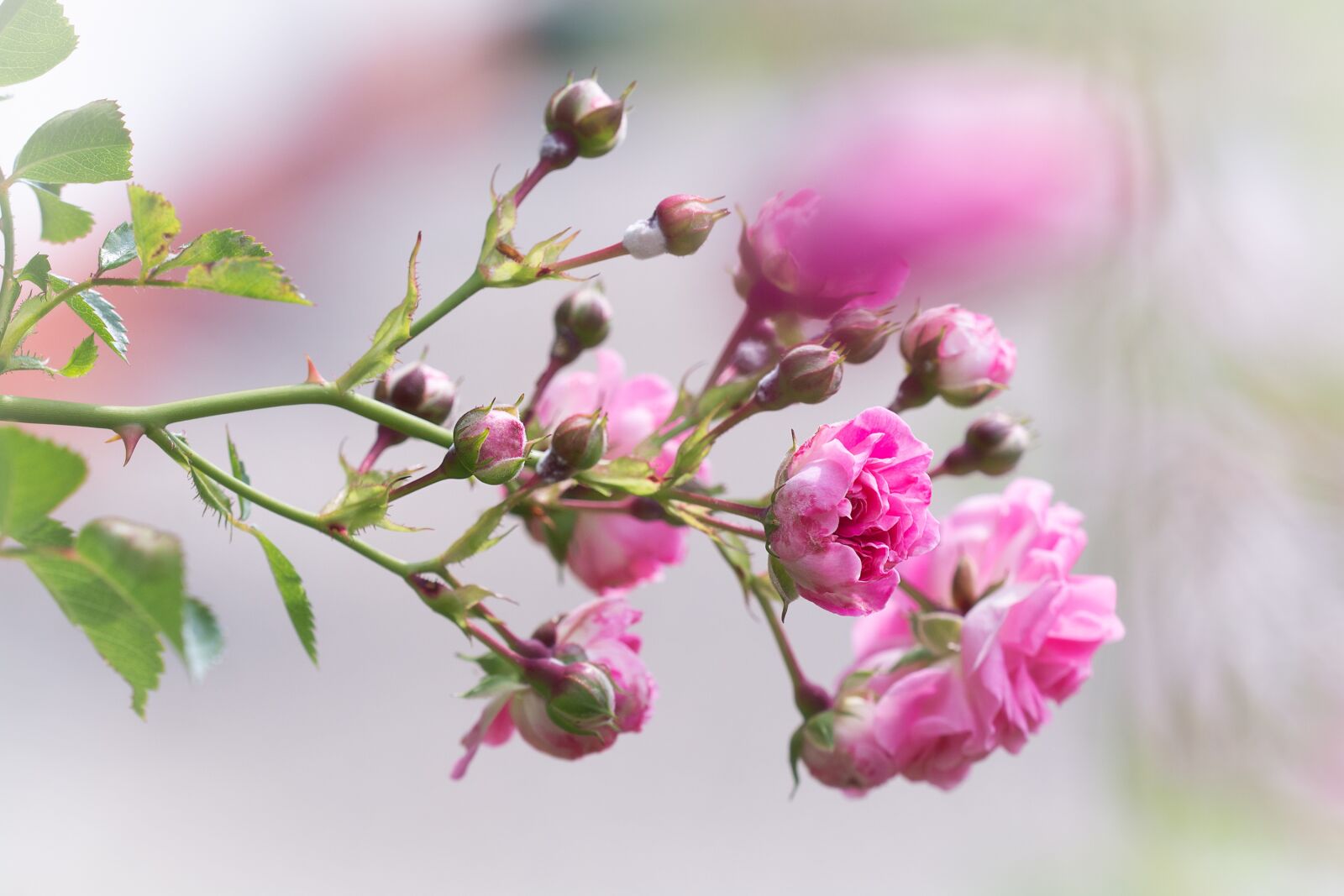 Nikon D7100 sample photo. Roses, pink, pink flowers photography
