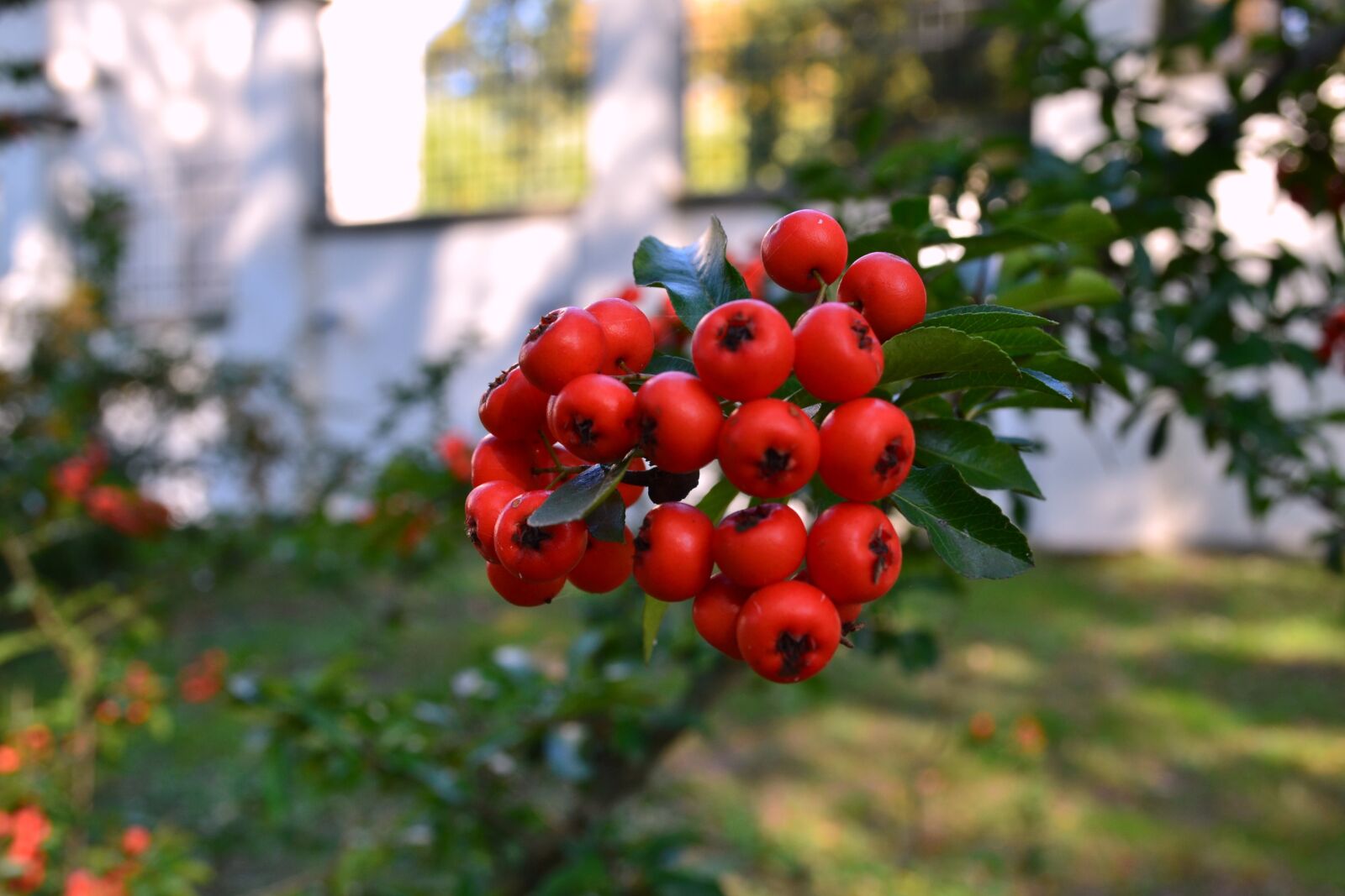 Nikon D3100 sample photo. Autumn, bush, garden photography