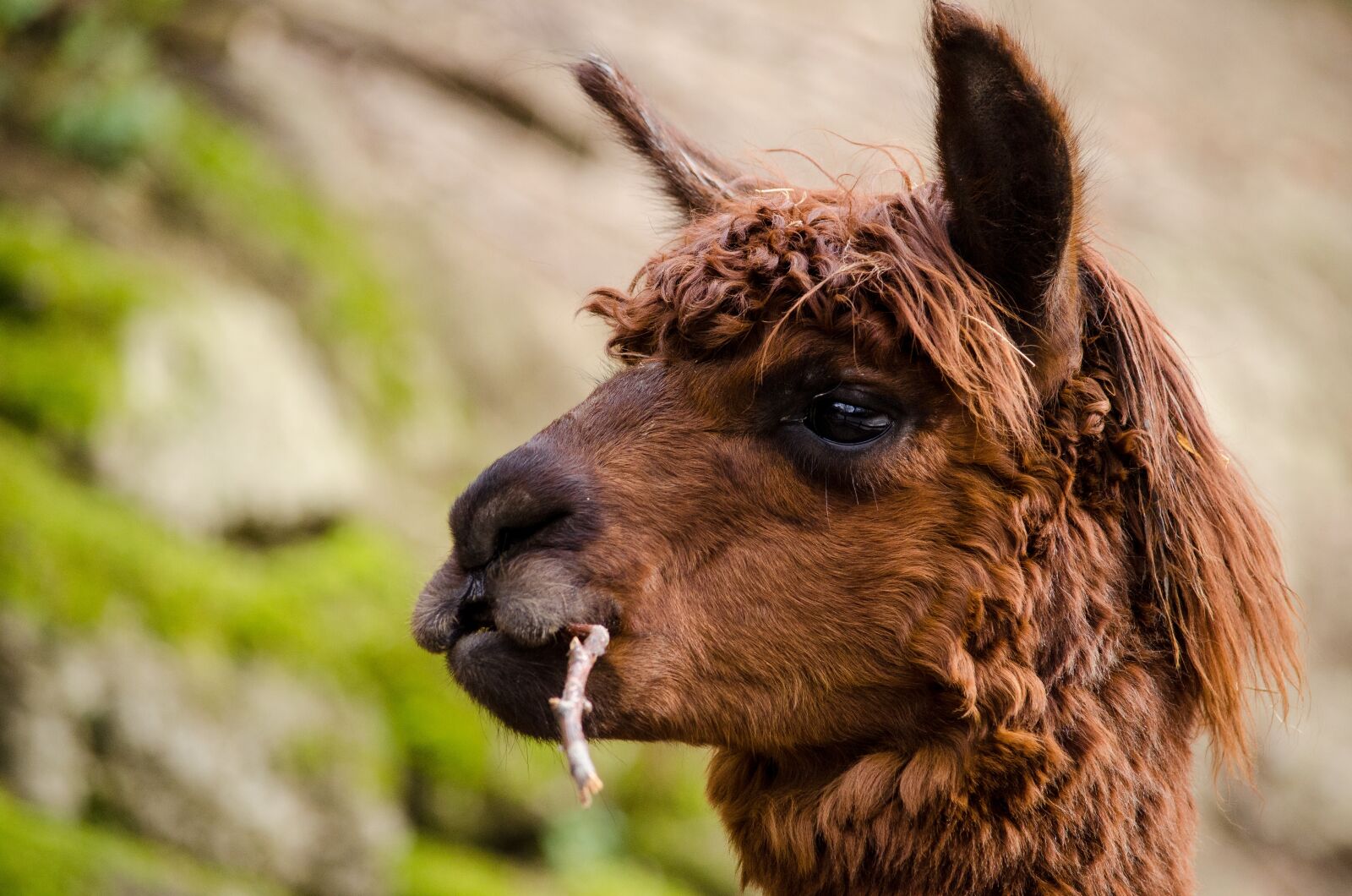 Nikon D5100 sample photo. Alpaca, south america, brown photography