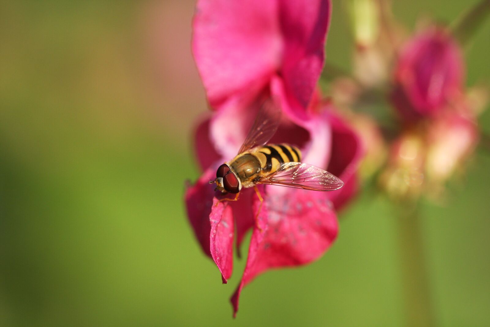 Canon EOS 40D sample photo. Blossom, bloom, fly photography
