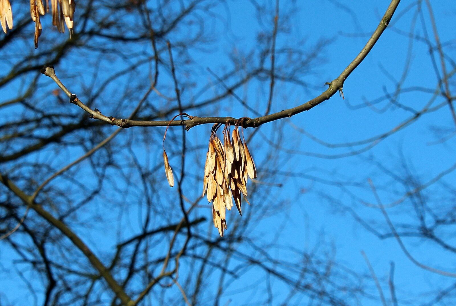 Canon EOS 1200D (EOS Rebel T5 / EOS Kiss X70 / EOS Hi) sample photo. Ash, tree, branch photography