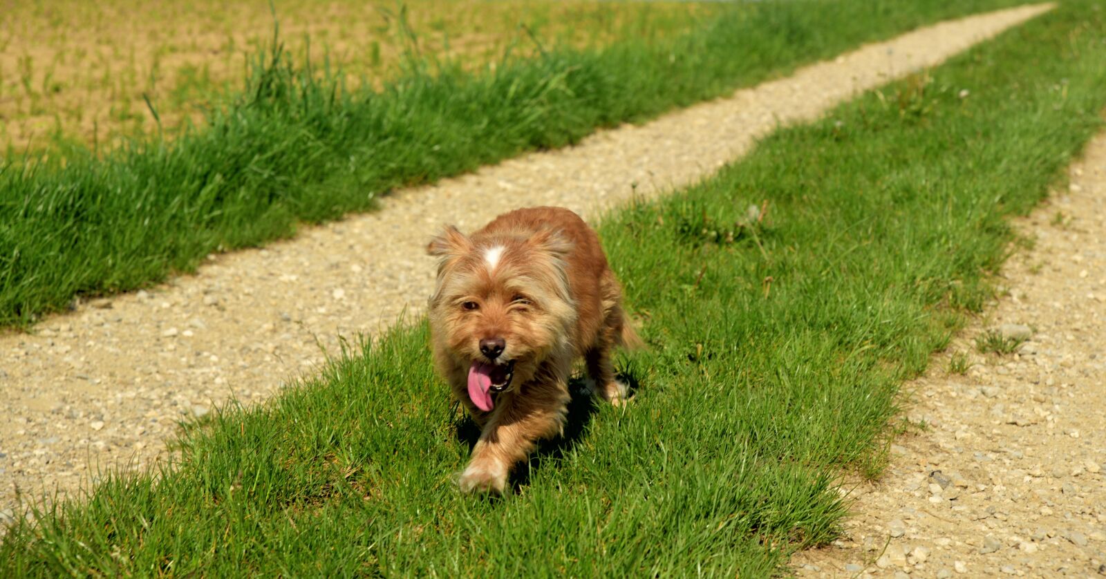 Nikon D750 sample photo. Dog, small, hybrid photography