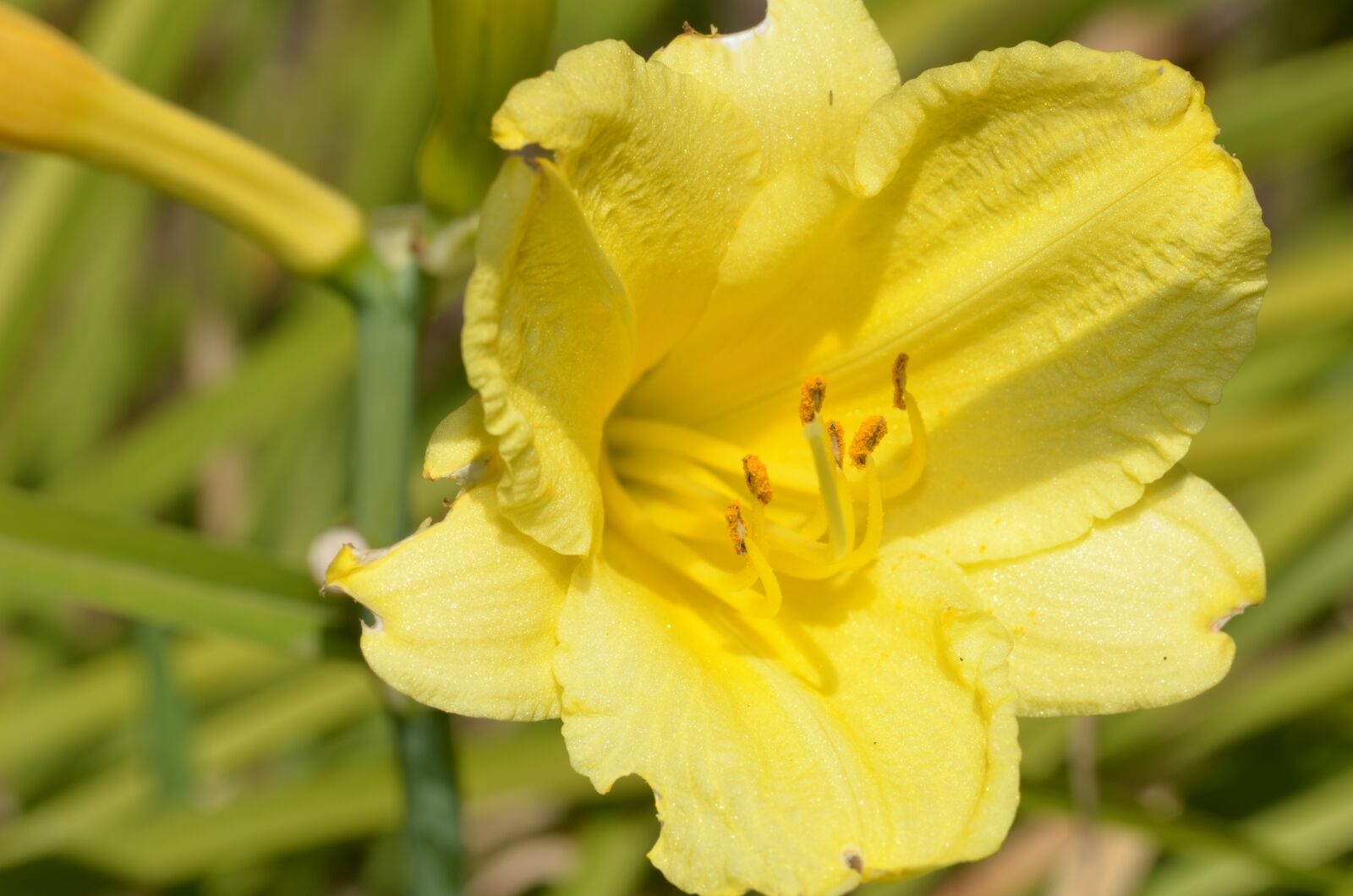 Nikon D5100 sample photo. Flower, lily, bloom photography