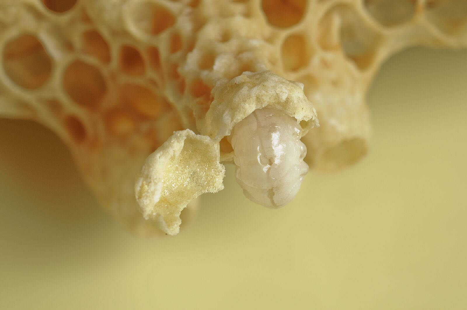 Nikon D90 sample photo. Bees, queen cell opened photography