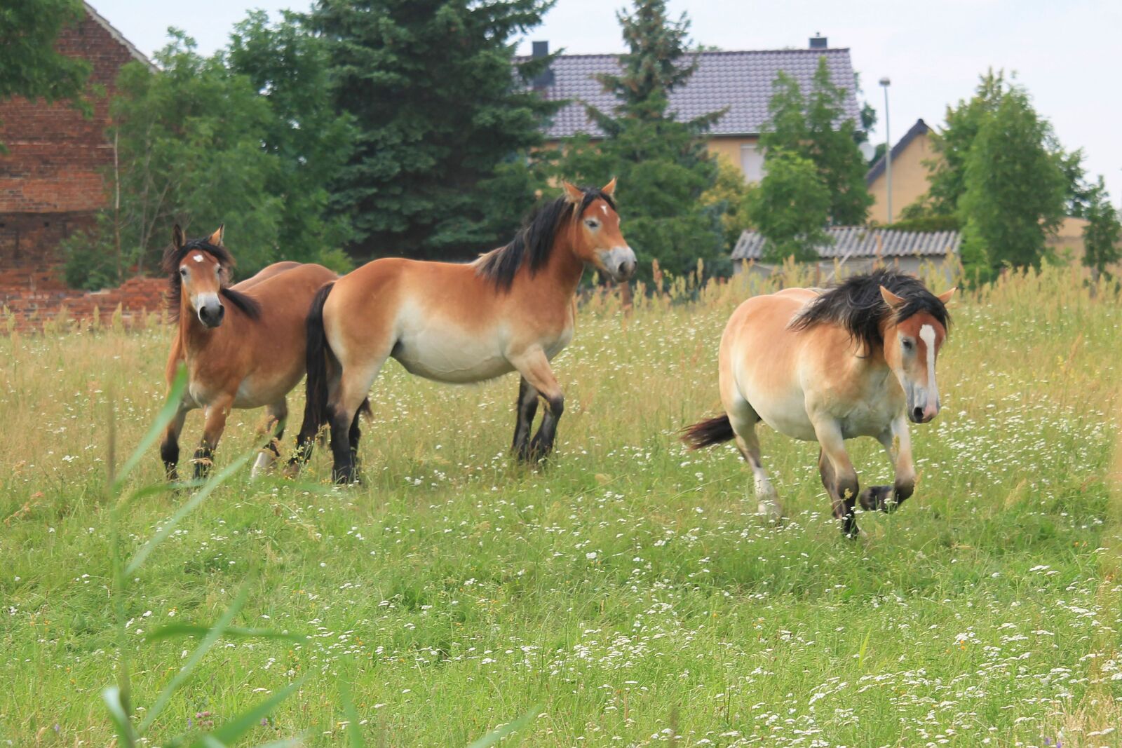 Canon EF-S 55-250mm F4-5.6 IS STM sample photo. Horse, cold blooded animals photography