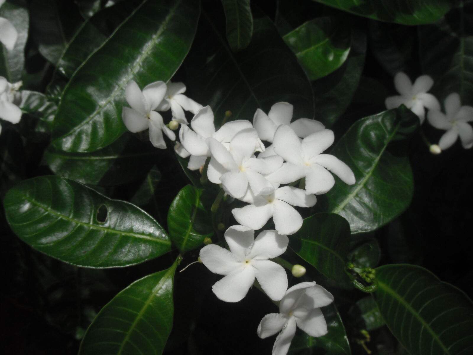 FujiFilm FinePix Z70 (FinePix Z71) sample photo