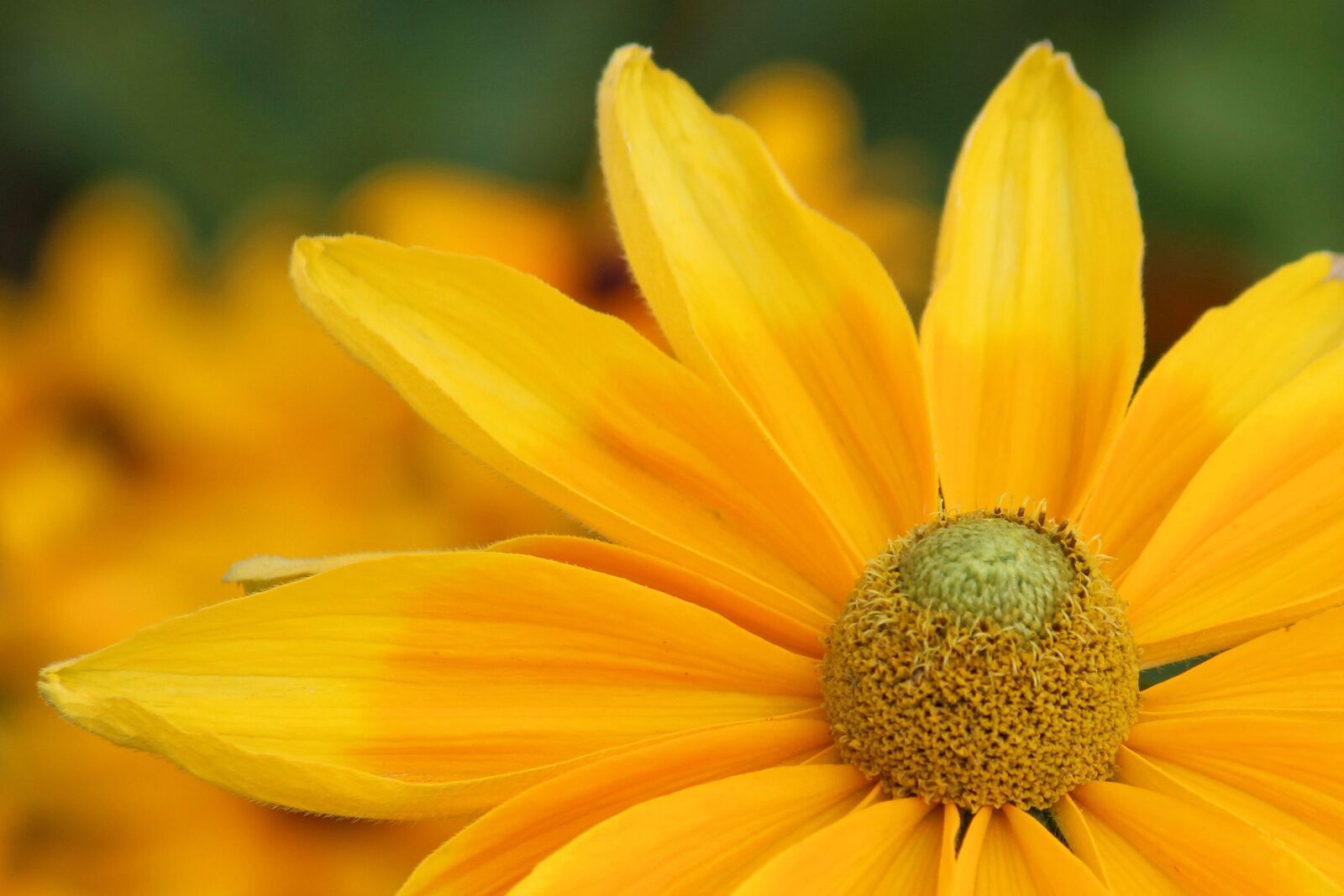 Canon EF-S 55-250mm F4-5.6 IS II sample photo. Coneflower, blossom, bloom photography