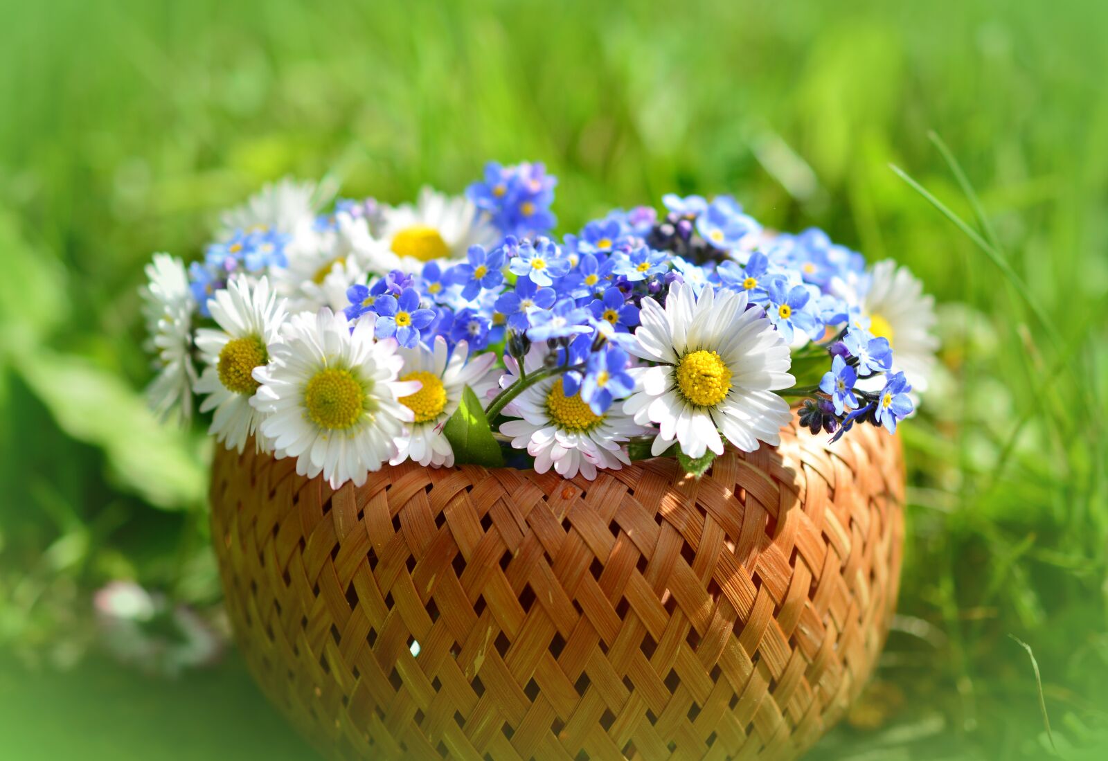 Nikon D5200 sample photo. Daisy, forget me not photography