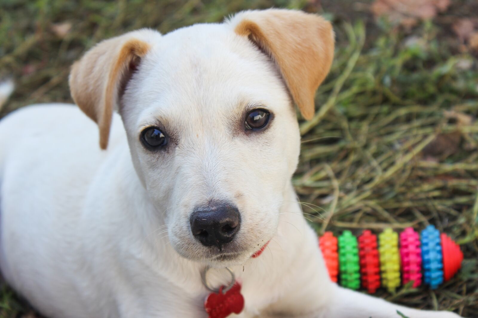 Canon EOS 600D (Rebel EOS T3i / EOS Kiss X5) sample photo. Dog, face, animal photography
