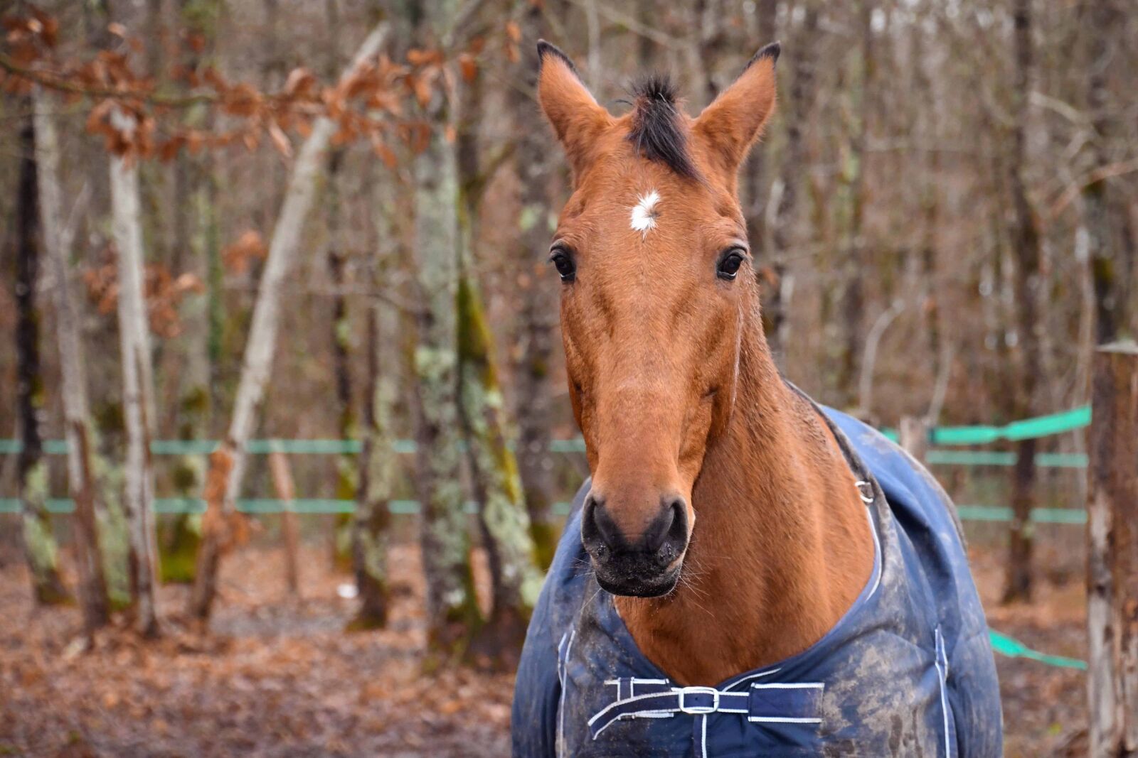 Nikon D500 sample photo. Nature, brown horse, animal photography