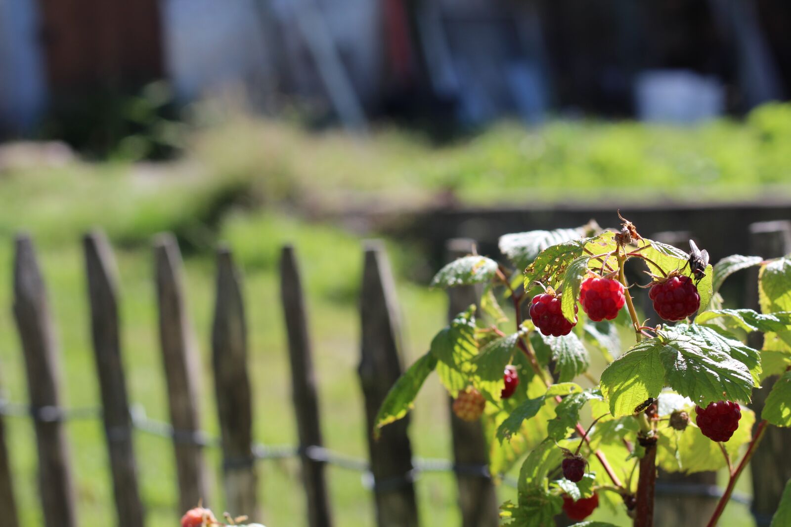 Canon EOS 1300D (EOS Rebel T6 / EOS Kiss X80) + Canon EF 50mm F1.8 STM sample photo. Raspberries, fence, summer photography