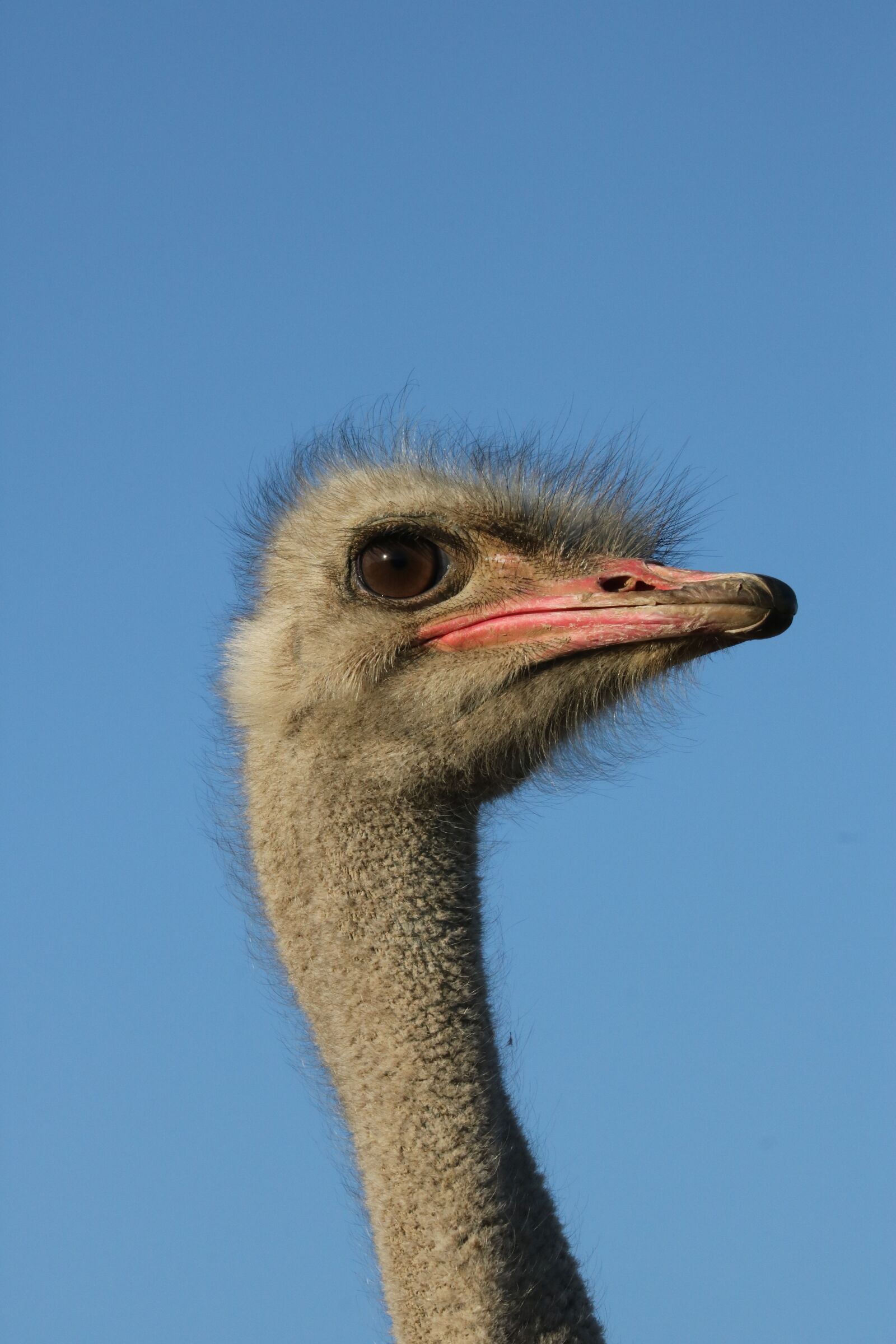 Canon EF 70-300mm F4-5.6L IS USM sample photo. Bouquet, bird, flightless bird photography
