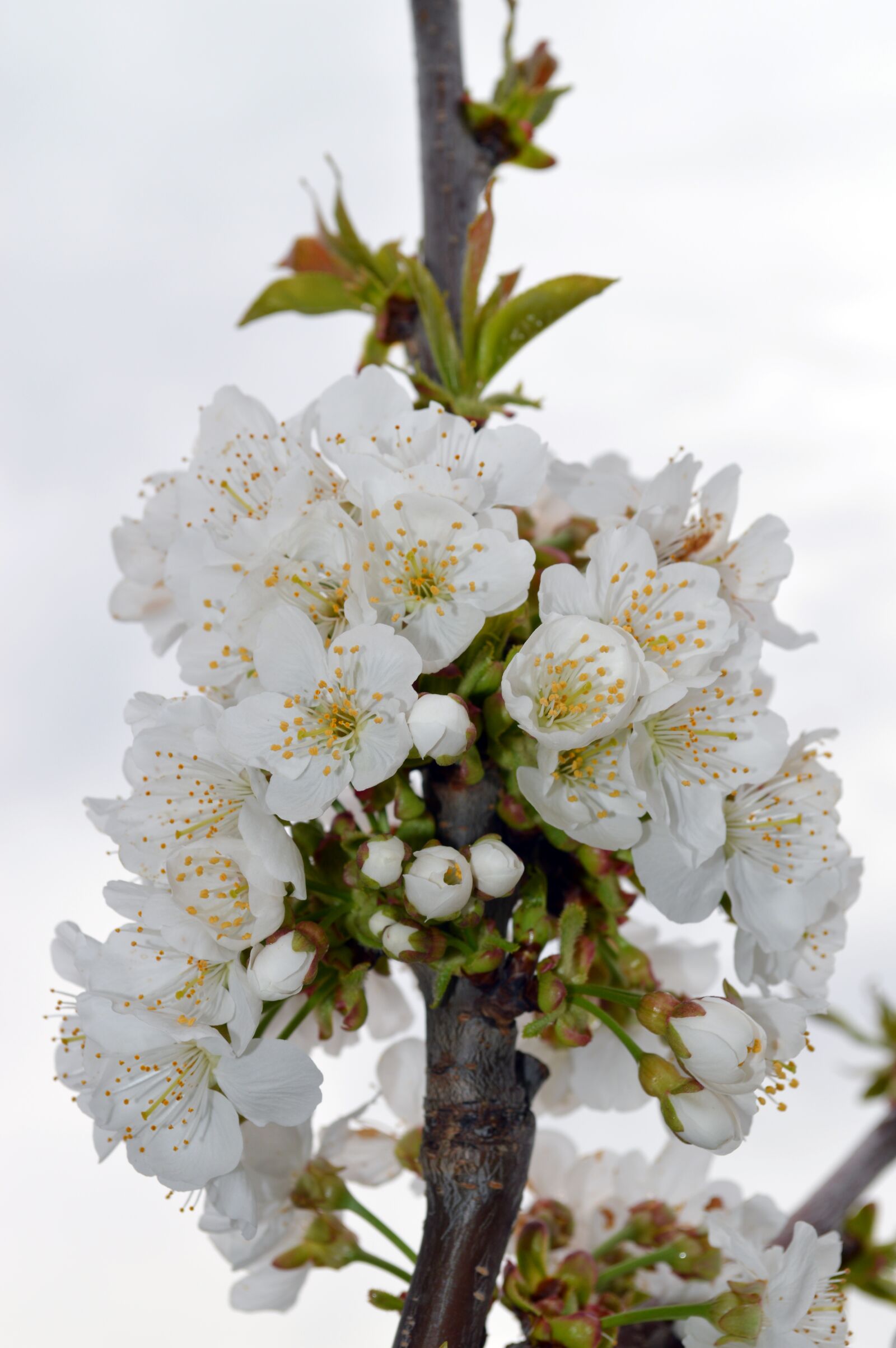 Nikon D3200 sample photo. Cherry, flower, spring photography