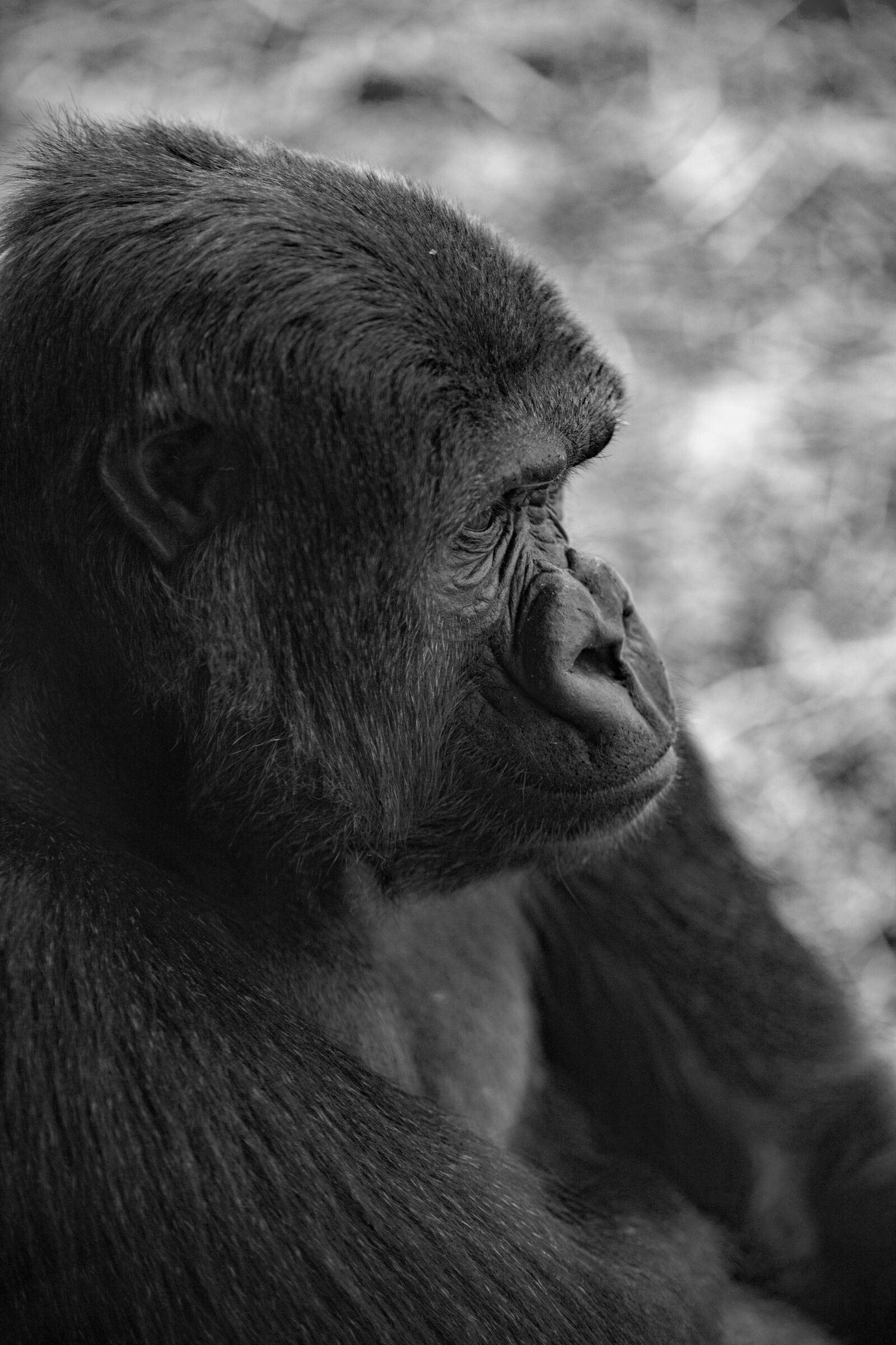 Canon EOS 6D Mark II sample photo. Gorilla, monkey, primate photography