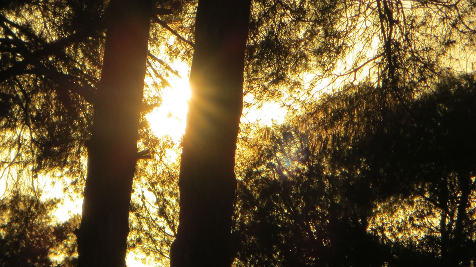Canon PowerShot SX240 HS sample photo. Tree, background, forest photography